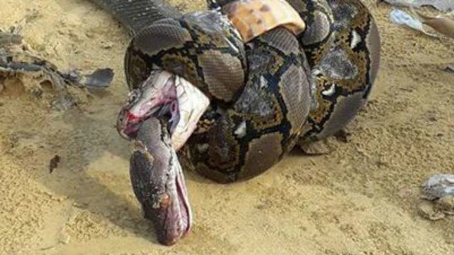 Cele mai brutale lupte pe viaţă şi pe moarte între animale sălbatice