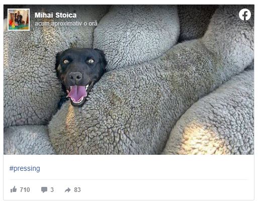 meme stoica ironie dinamovisti fcsb dinamo fotografie oi caine foto derby