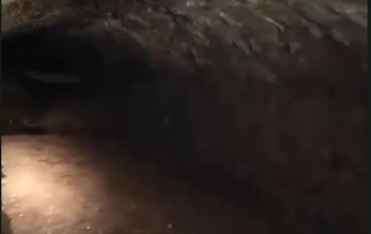 Misterul de 800 de ani al tunelurilor secrete dintr-o grădină, descoperite din greșeală! Ce se ascundea acolo unde nimeni nu ar fi bănuit