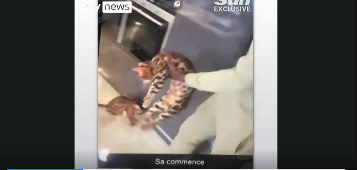 Suma incredibilă pe care trebuie să o plătească vedeta lui West Ham, Kurt Zouma, drept amendă pentru că și-a lovit animalul de companie!