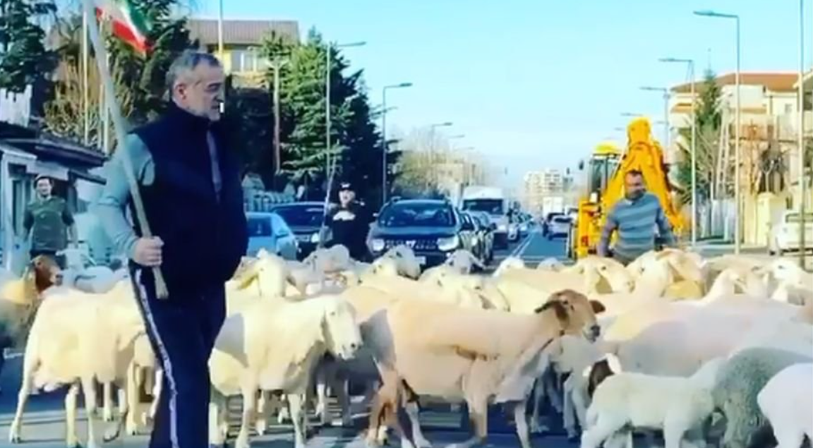 Hoții i-au furat oile lui Gigi Becali: au folosit „metoda portbagajul”! Câte animale au „prădat” infractorii și la cât se ridică prejudiciul finanțatorului FCSB