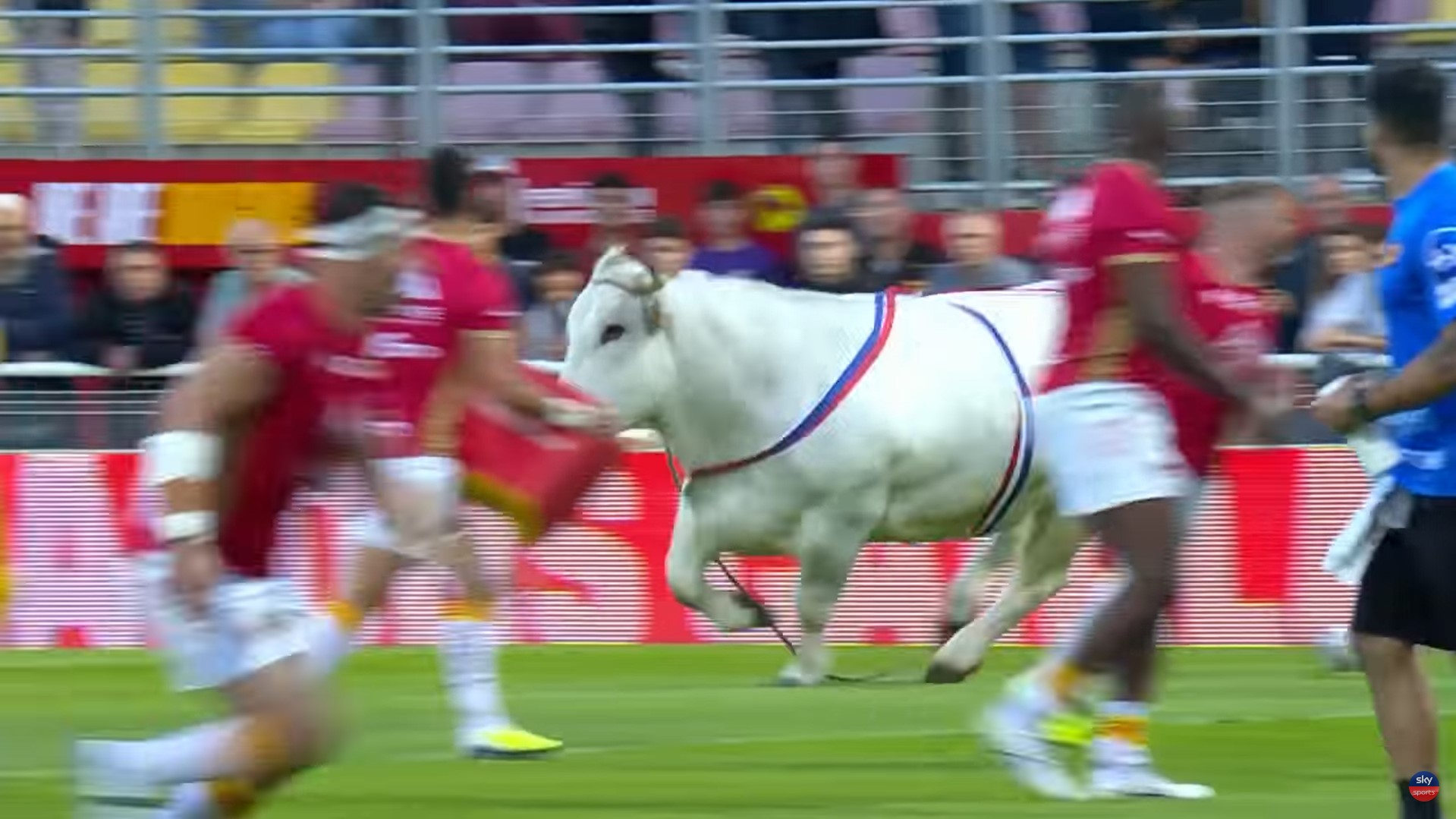 Clipe de teroare la un meci de rugby din Franța: un taur uriaș a scăpat pe teren și a început să îi alerge pe jucătorii îmbrăcați în echipament roșu! Sportivii au sărit în tribună pentru a scăpa de furia animalului dezlănțuit | VIDEO