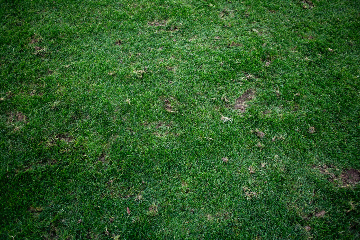 Asta este vestea pe care noul antrenor al lui Dinamo n-ar fi vrut să o audă! Cum poate să arate gazonul pe care „câinii” caută abia a treia victorie în Superliga. FOTO EXCLUSIV