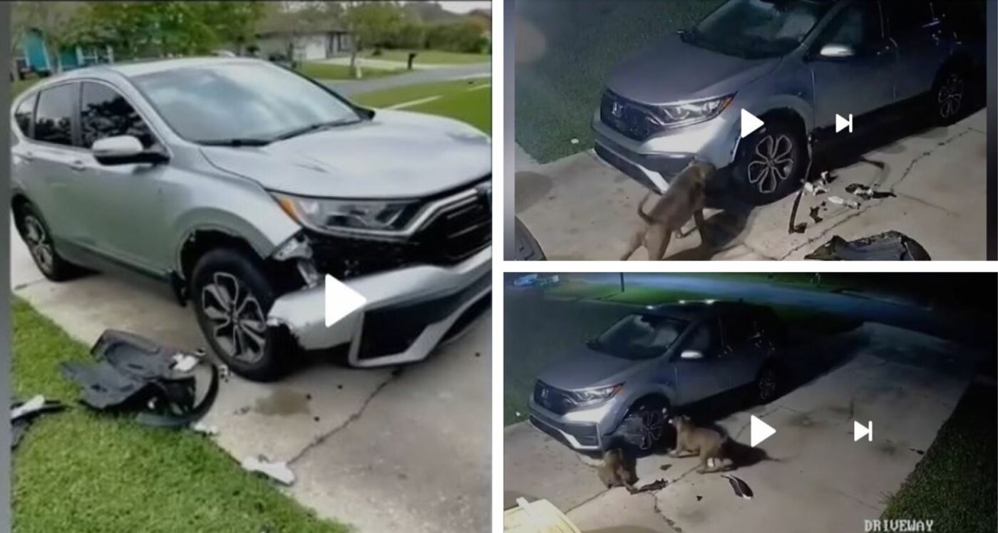 Doi câini pitbull au distrus un SUV. Ce era ascuns în motorul mașinii: „Nimeni nu mă credea”