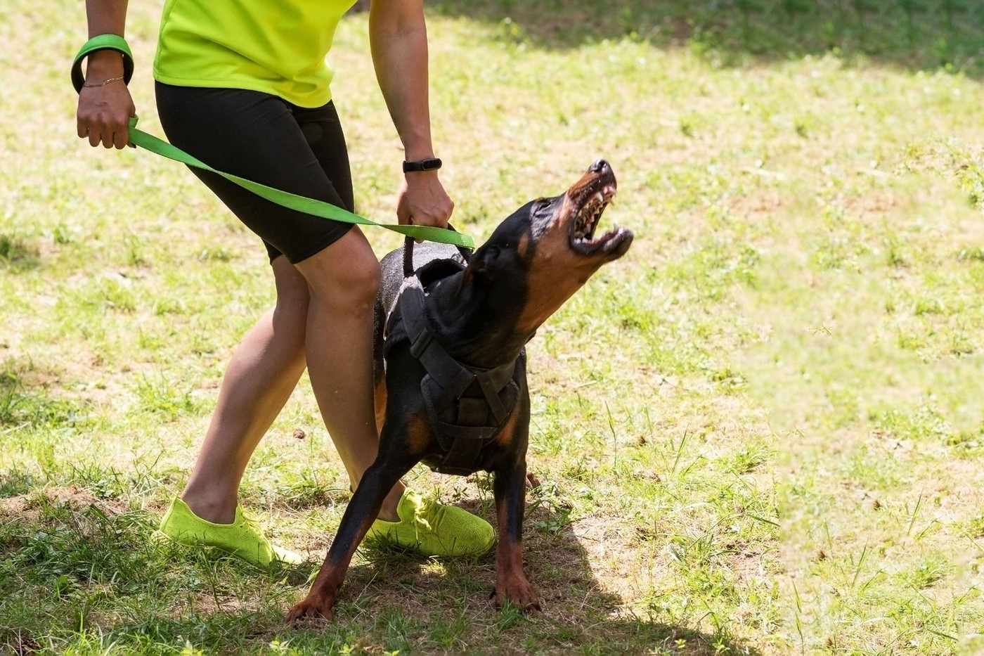 Câinele lui Malcom Edjouma s-a repezit la o fetiță de 7 ani, în Parcul Plumbuita. A fost chemată ambulanța după ce animalul fotbalistului de la FCSB a sărit la copil