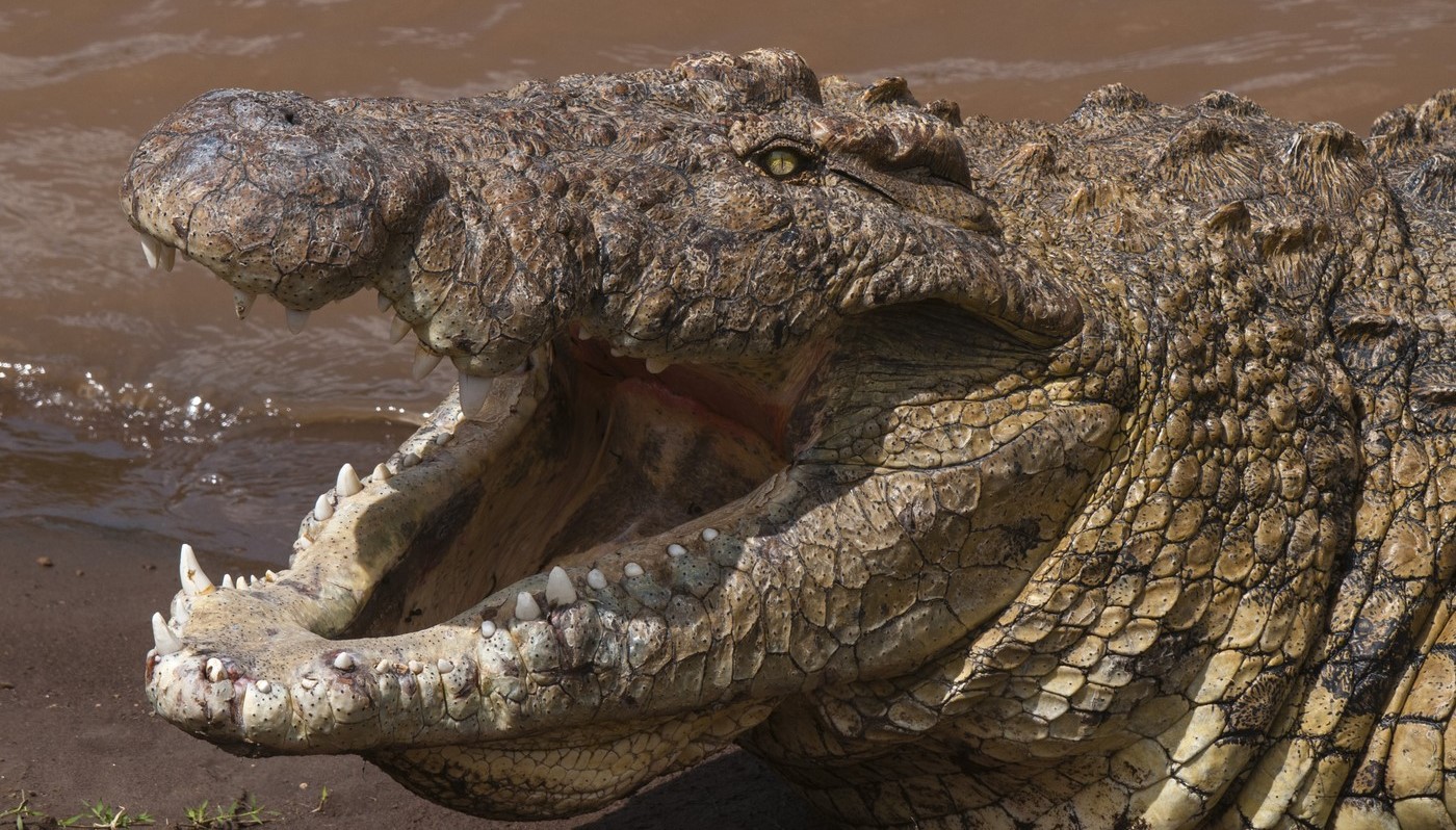 A căzut în râul plin cu crocodili și rechini-taur! Ce s-a întâmplat apoi cu legendarul jucător