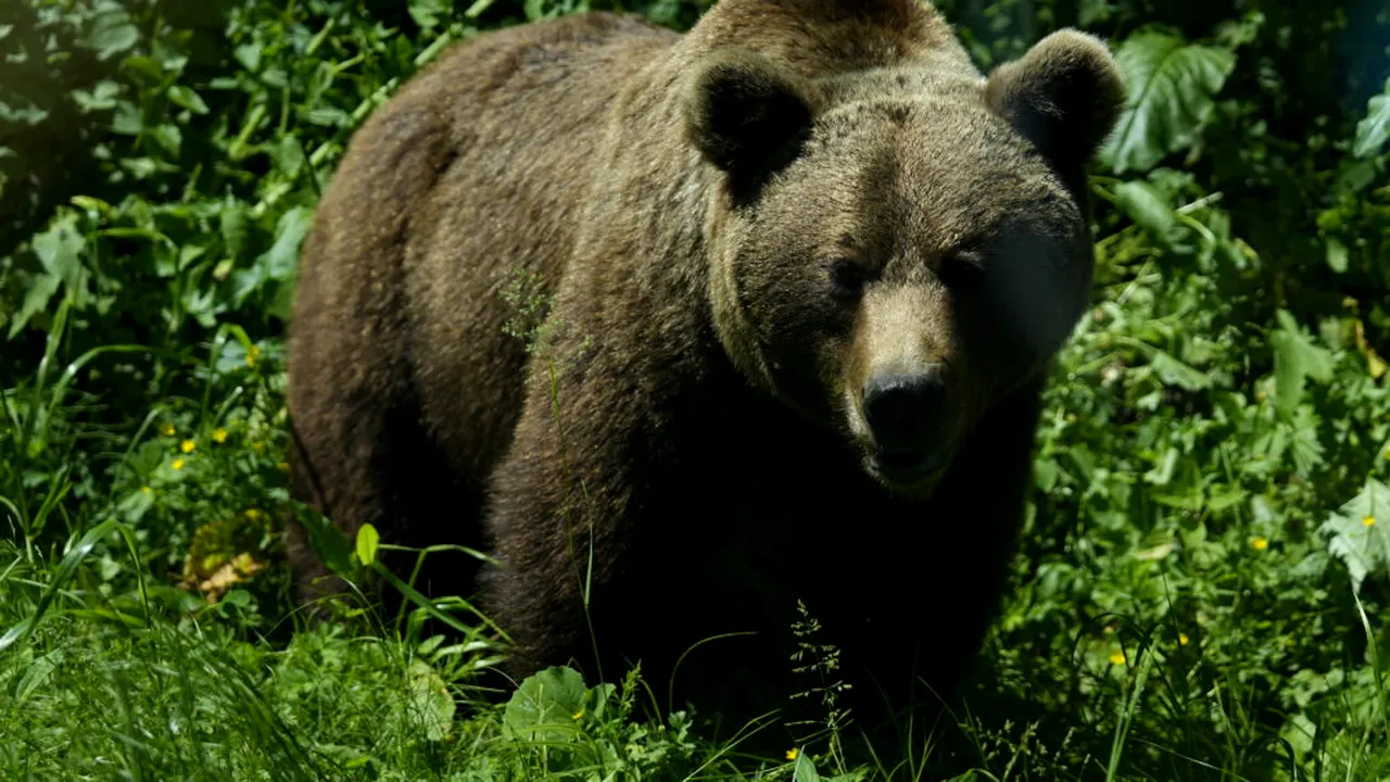 Un urs a atacat un grup de turiști. Un bărbat de 62 de ani a murit
